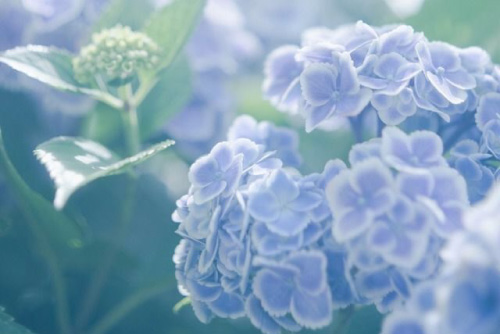 4 6月 春 の花贈りカレンダー Kitasaika 贈り花のプロ 北海道美瑛町のお花屋さん